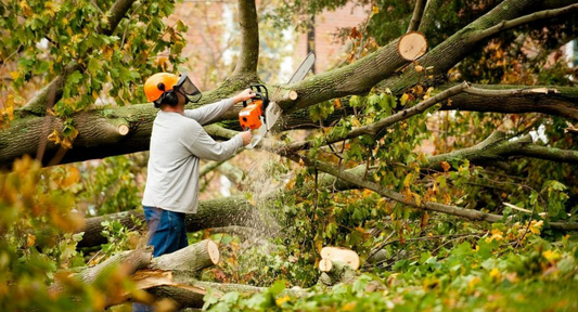 Tree Pruning & Trimming